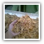 LEAF TOBACCO SHREDDED TOBACCO raw tobacco leaf dark air cured tobacco rustica tobacco FLUE CURED TOBACCO